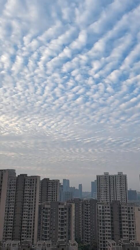 合肥天空现大片鱼鳞云：画面壮观